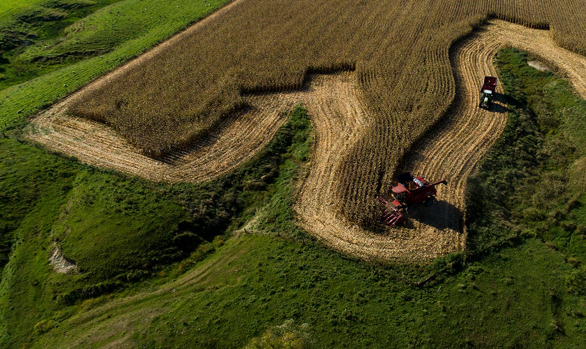 Planting to Harvest | Corson